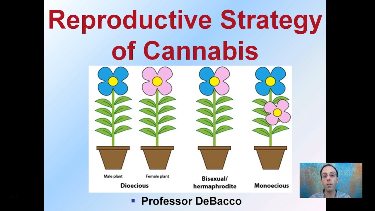 Reproductive Strategy of Cannabis