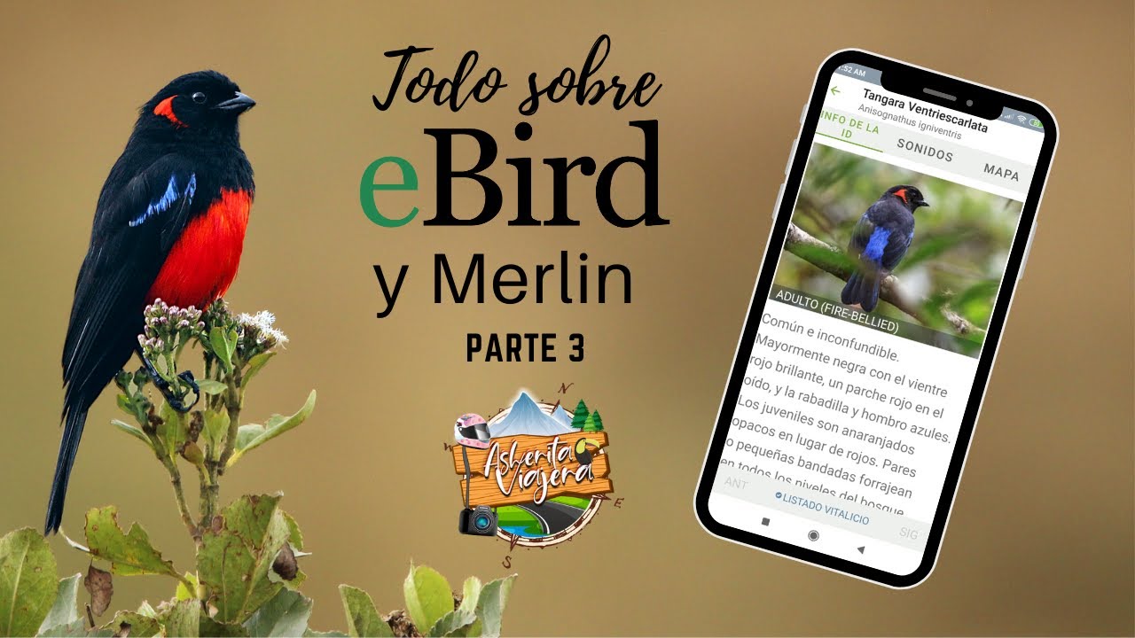 ¡TUTORIAL! - Como usar eBird y Merlin - Parte 3: Merlin: Identificar aves  - Asherita Viajera