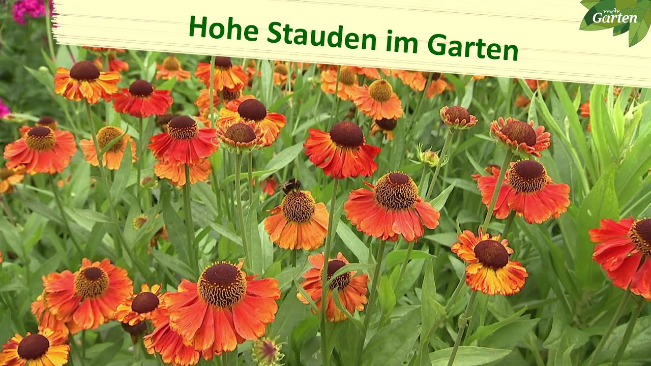 Hohe Stauden im Garten | MDR