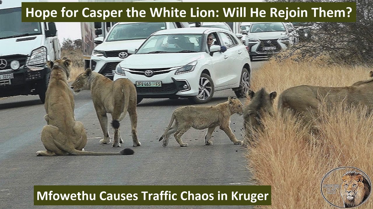 The Return of Mfowethu, Last Shishangaan Brother of Casper the White Lion, Causes Traffic Standstill