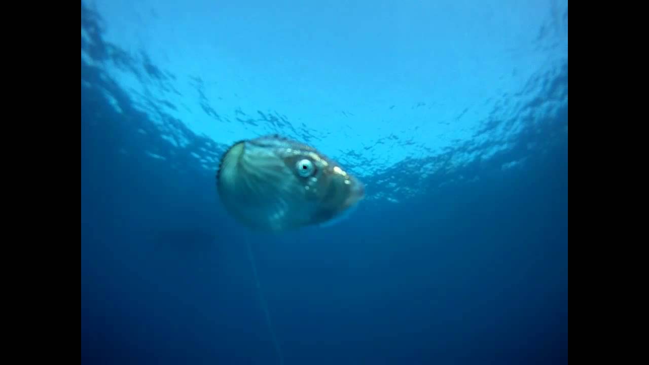 L'Argonaute (2013)