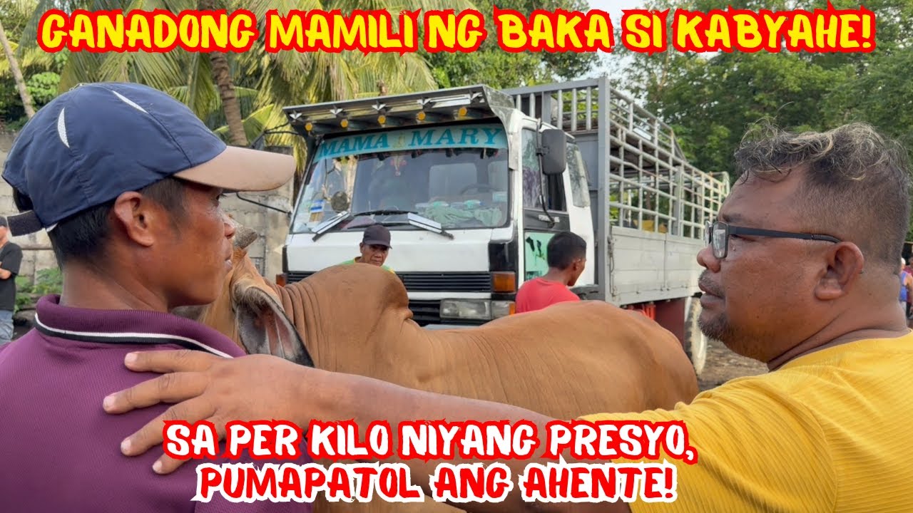 GANADONG MAMILI NG BAKA SI KABYAHE KUNG SA PER KILO NIYANG PRESYO, PUMAPATOL ANG AHENTE! | SOLLE'S G
