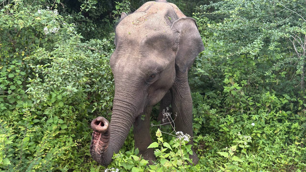 Srí Lanka