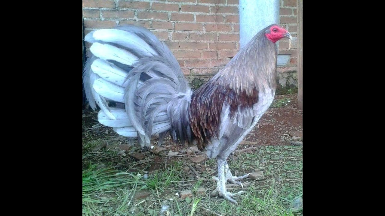 Equilibrio en el gallo cortador