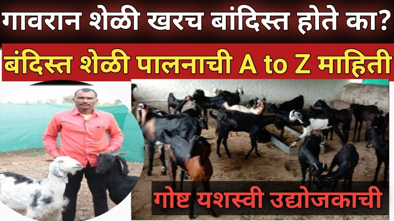 गावरान शेळीचे बंदिस्त शेळीपालन || ५० शेळ्यांचे शेळी पालन  नियोजन || gaavran sheli ashi kra bandist