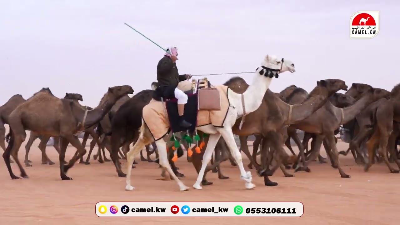 بسامات الغلبا  : مسيرة بسامات الغلبا - لرجل الأعمال / علي عبدالمحسن البسام السبيعي