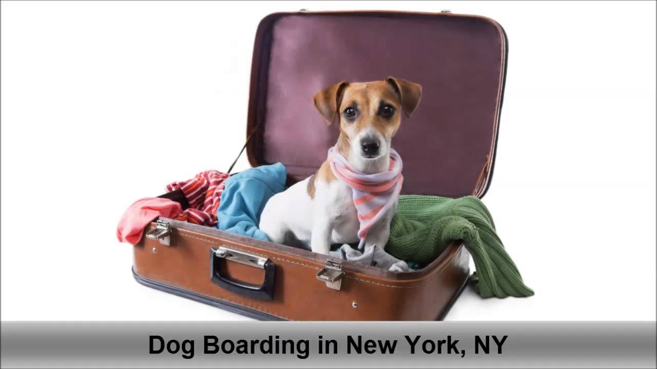Dog Boarding New York NY, Celebrity Pets Hotel