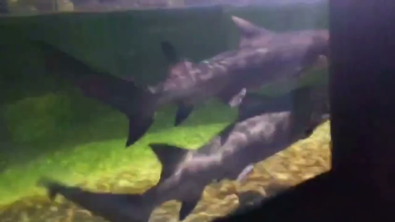 Marine World Rainforest #animals #youtube 