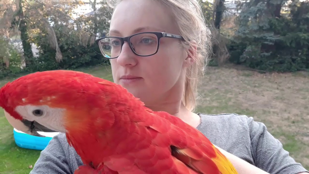 Wygłupy Chanelki . Ara Macao,  Scarlet Macaw  , Hellroterara