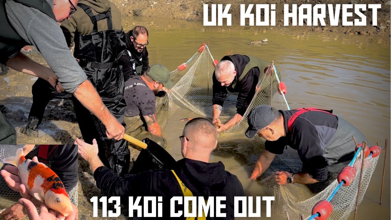 HARVESTING KOI FROM A MUD POND***THIS WAS A BRILLIANT KOI EXPERIENCE #NEW KOI DAY *SURPRISE*
