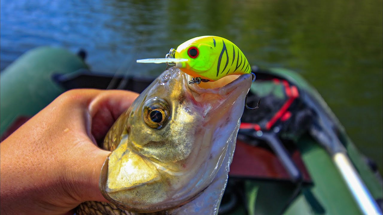 Голавль, язь, щука! OSP Tiny Blitz MR, Lucky John Original Chubby. Рыбалка с лодки в августе.