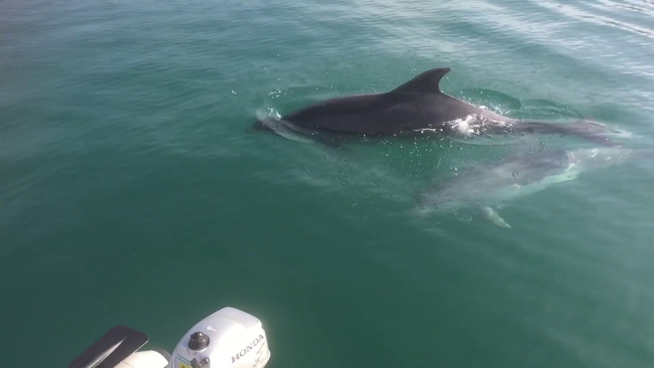 Dolphins - New Quay Harbour - 7th July 2018