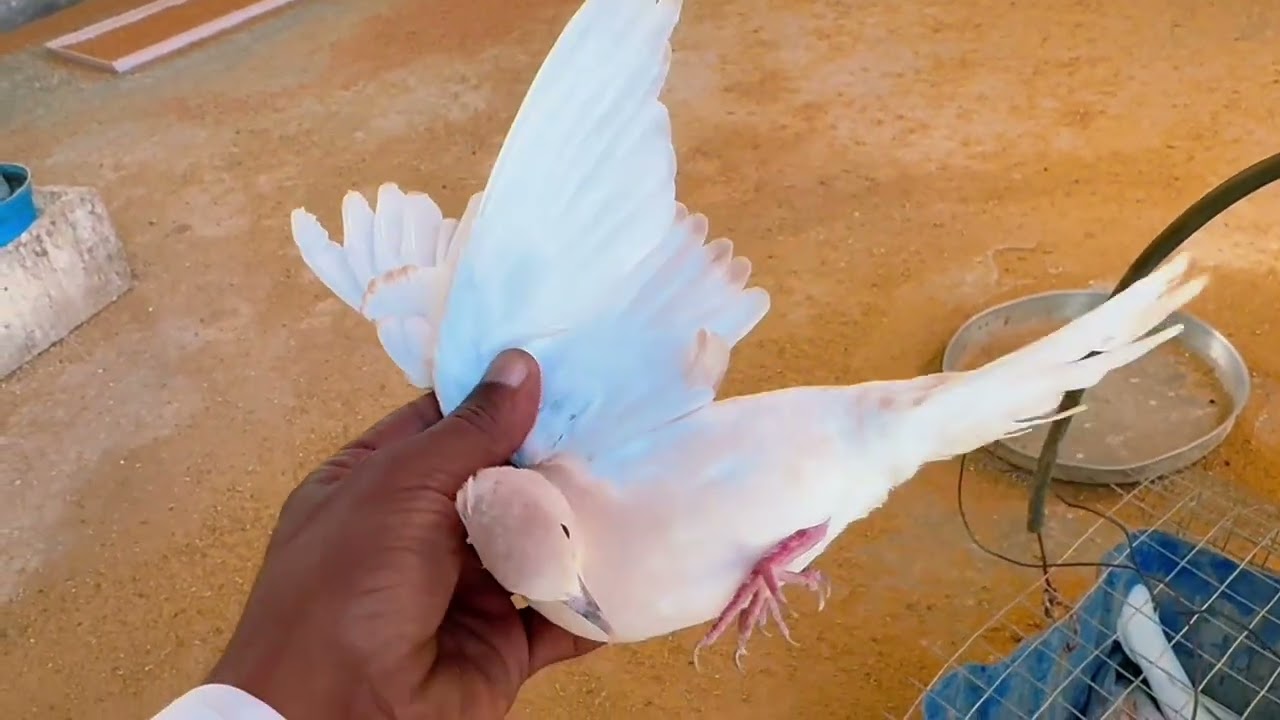 شرينا قمري. 🕊️🕊️🕊️                وشوفو البسه ايش اكلت 🐈 😳