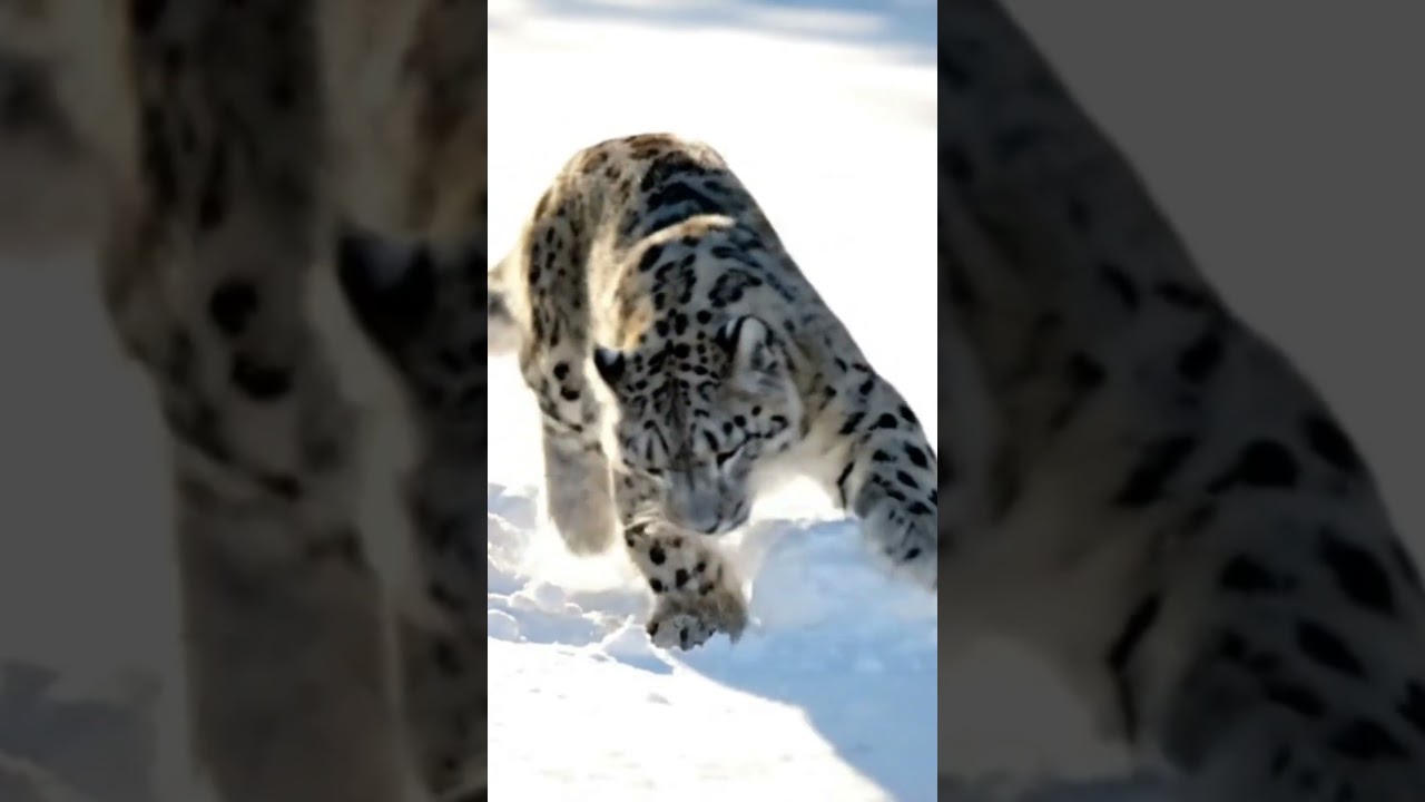 The Playful Predator Unexpected & Heartwarming | 