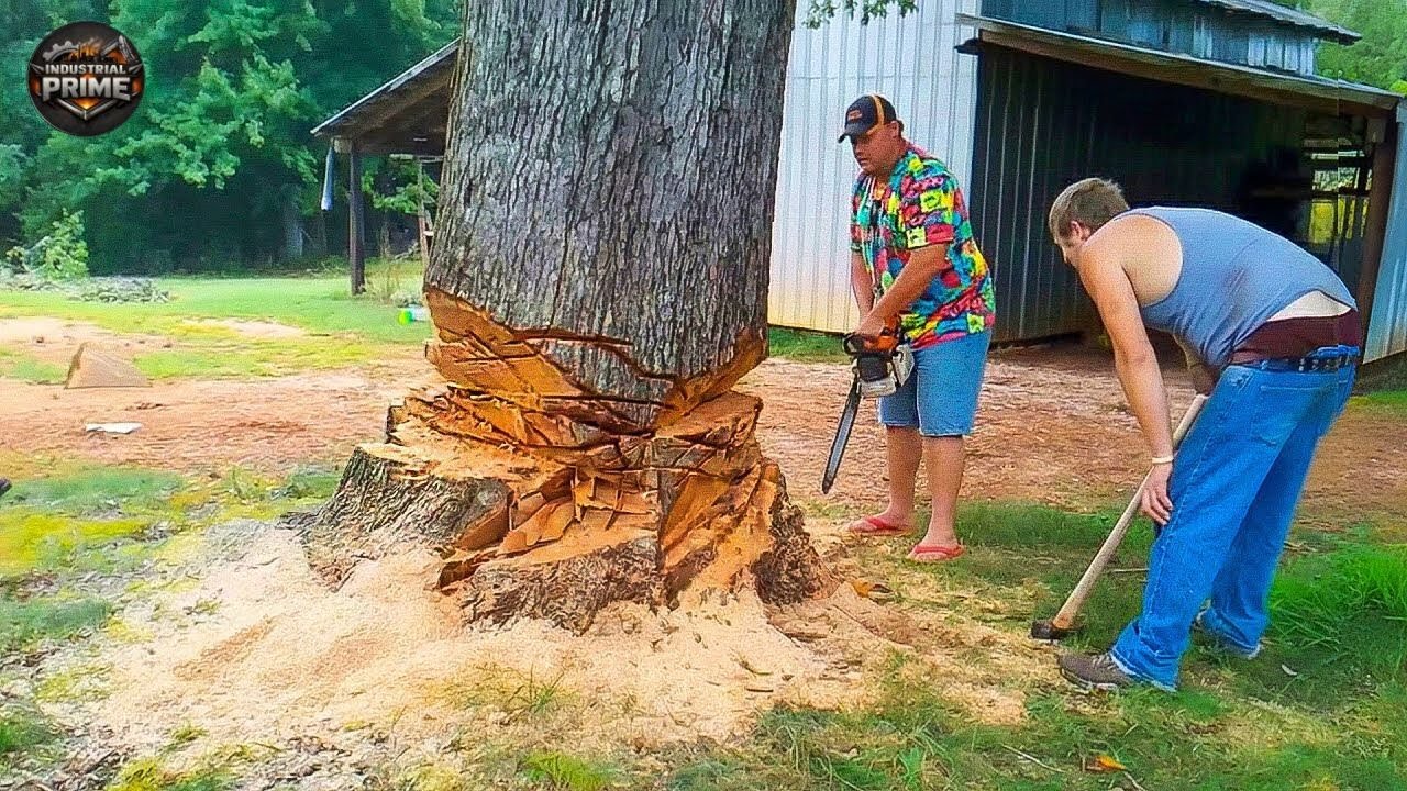Idiots With Chainsaws: Tree Cutting Fails | Extreme Dangerous Logging Truck Fails #20