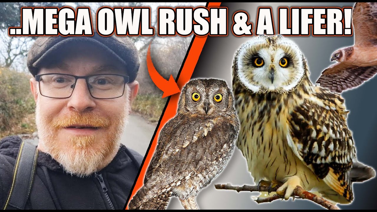 Mega Owl Rush! & a New Lifer!