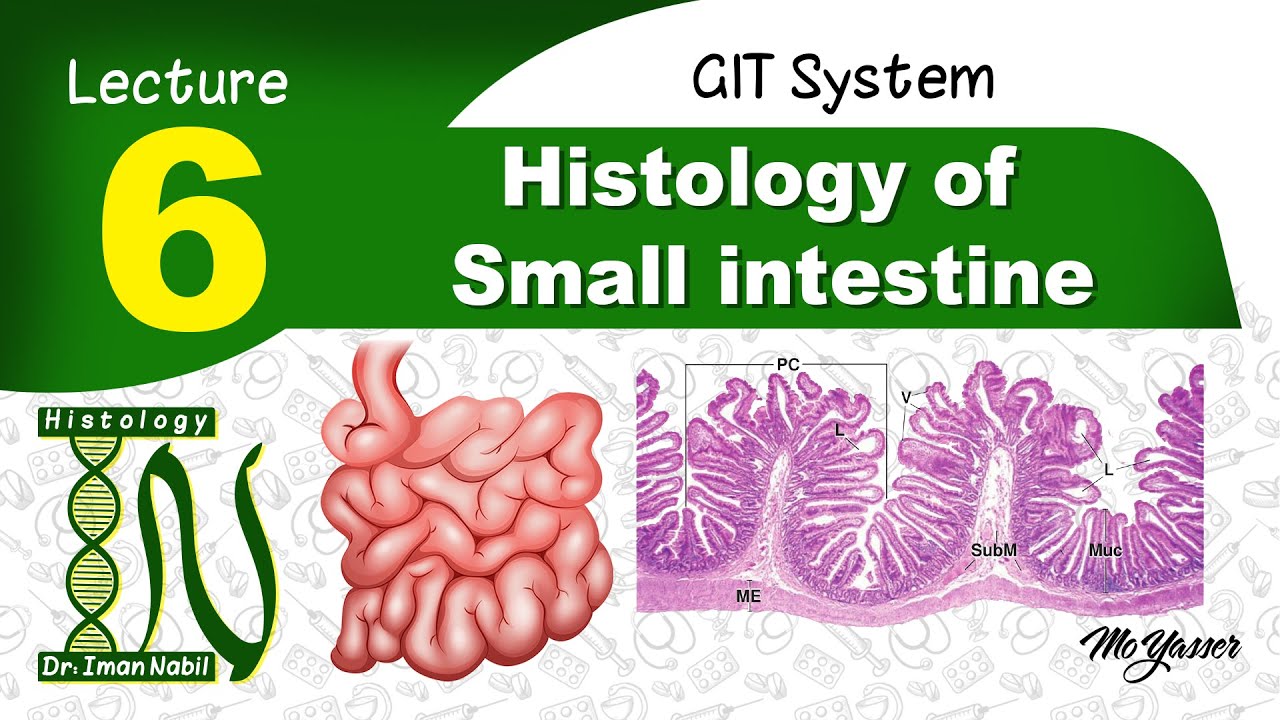 6-Histology of Small intestine-GIT