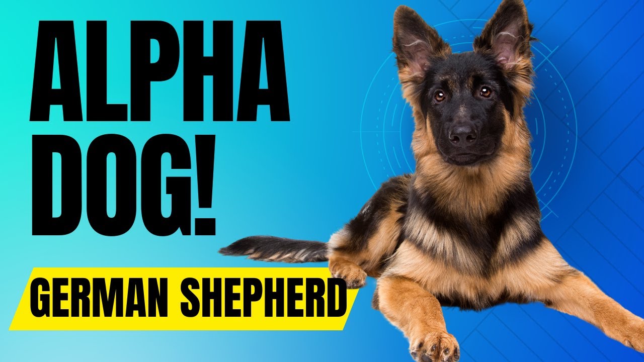 7 Reasons Why German Shepherds are The ALPHA DOG