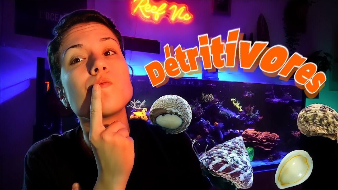 Comment choisir les bons détritivores pour un aquarium marin récifal nickel !