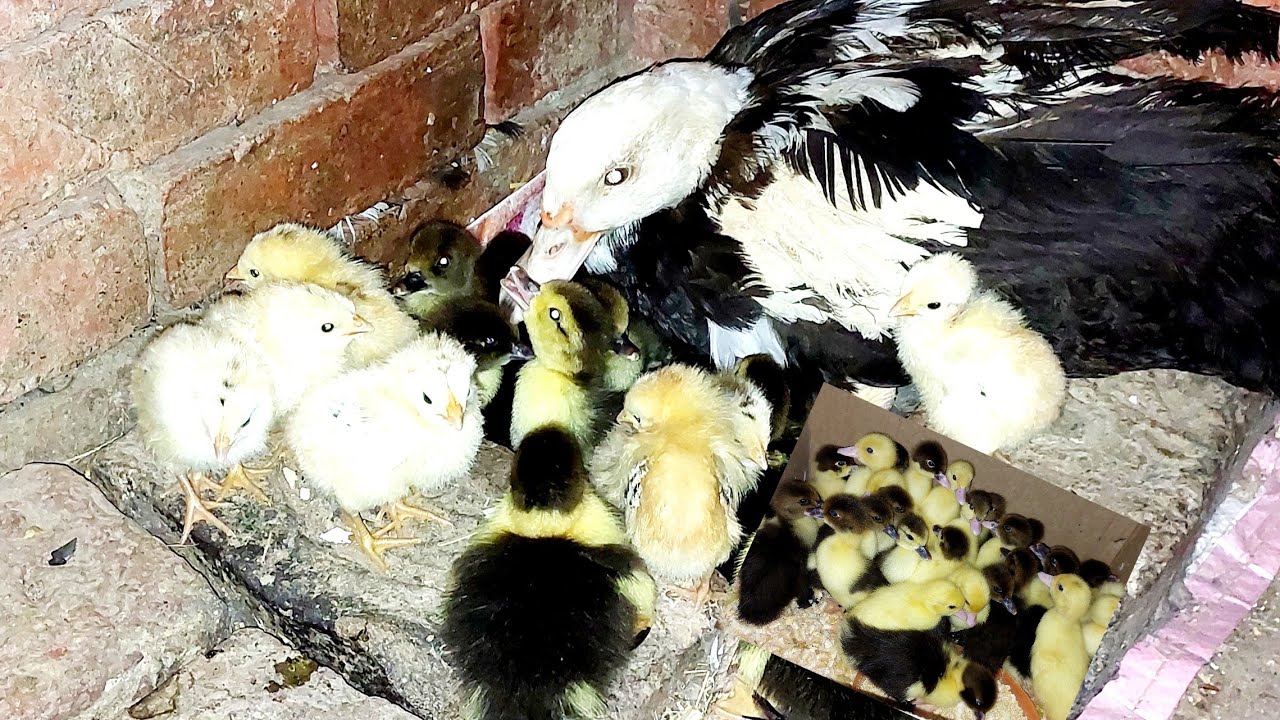 فقس كتاكيت والبط فى نصف الليل فى عز الشتا والبرد طلعتهم كان لازم اعمل كده قبل مايحصل لهم حاجه