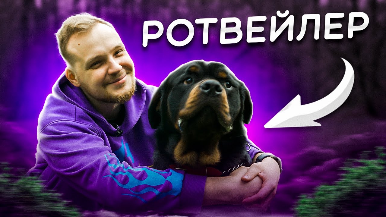 РОТВЕЙЛЕР | все о породе| личный опыт КИНОЛОГА владения породой