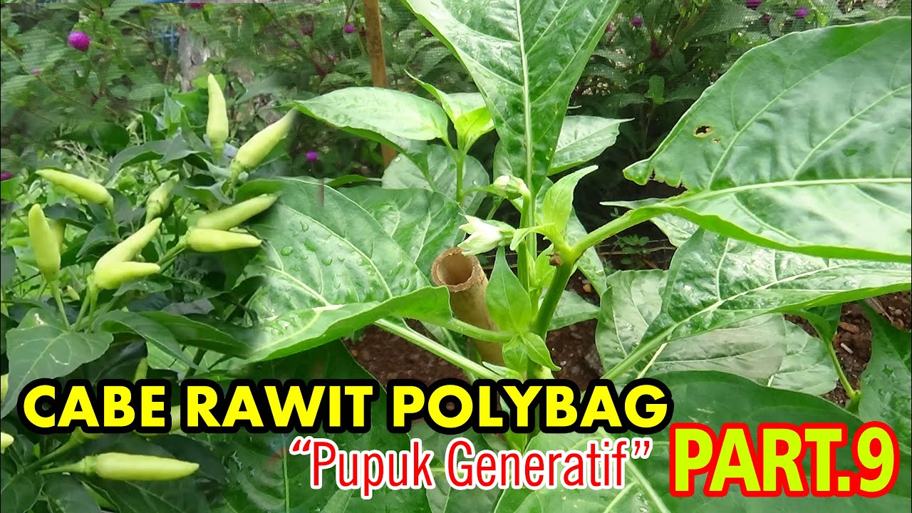 Tutorial Tani Menanam CABE  dI Polybag (Bahan Pupuk Generatif ) PART.9