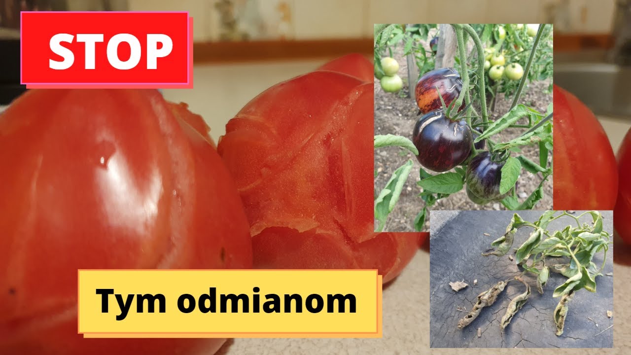 Pomidory których nie polecam