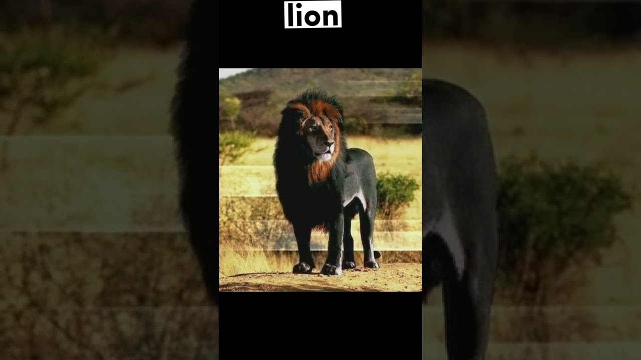 how different animals look melanistic (part-2)‼️⚠️👀😬#viral #facts