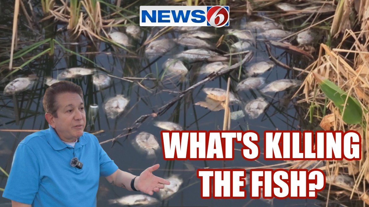 Dead fish found along Lake Apopka shoreline in Winter Garden