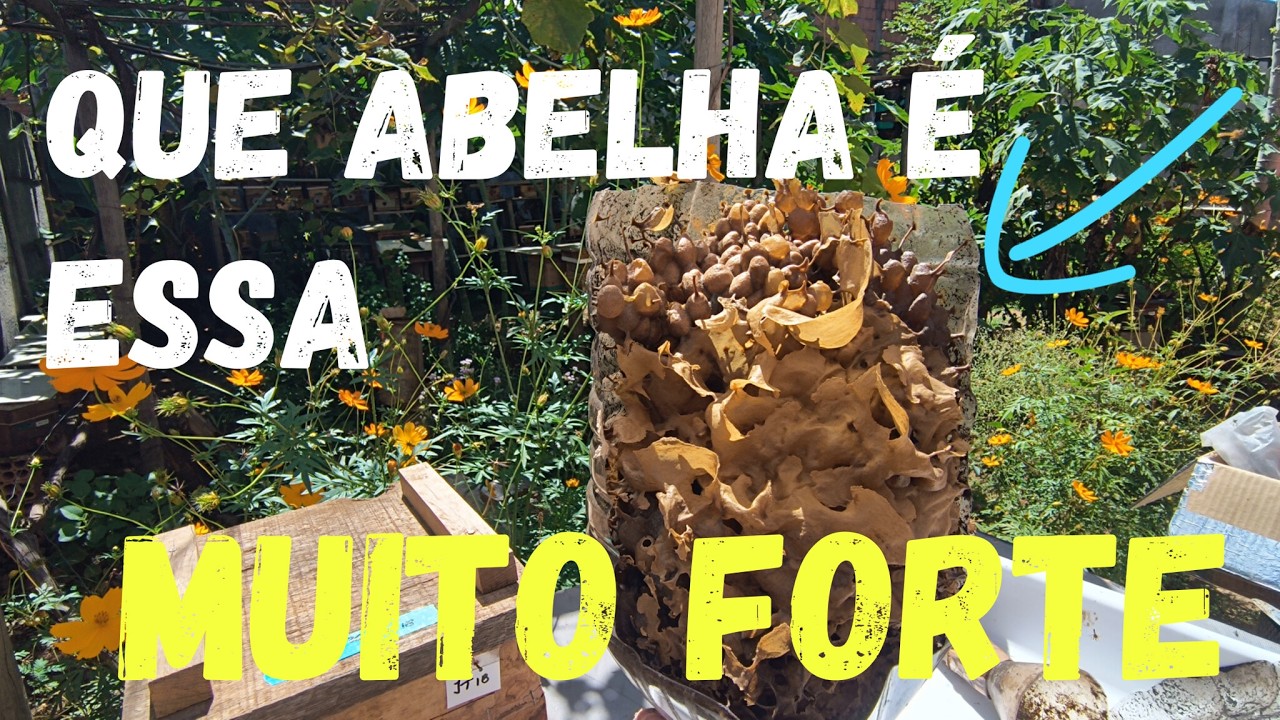 QUE ABELHA É ESSA#abelha#muito#forte#impressionante#jataí#forte