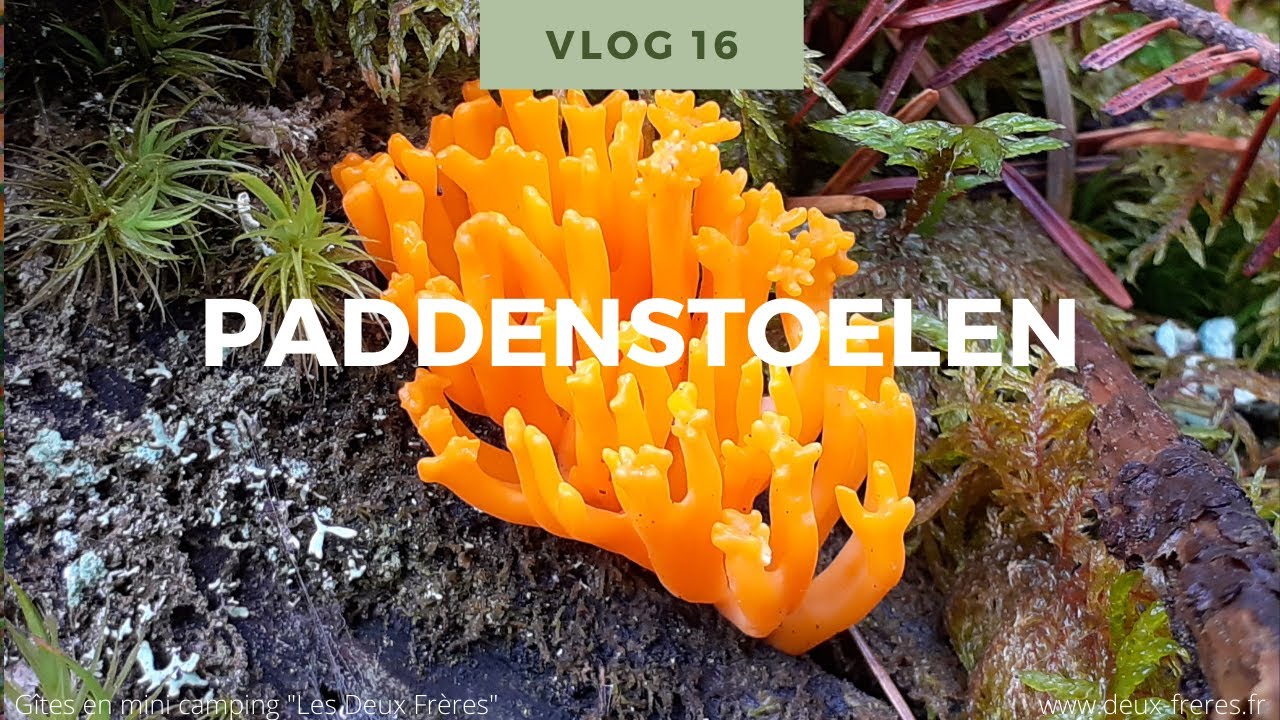 Natuur Weetjes voor kinderen Vlog 16: paddenstoelen