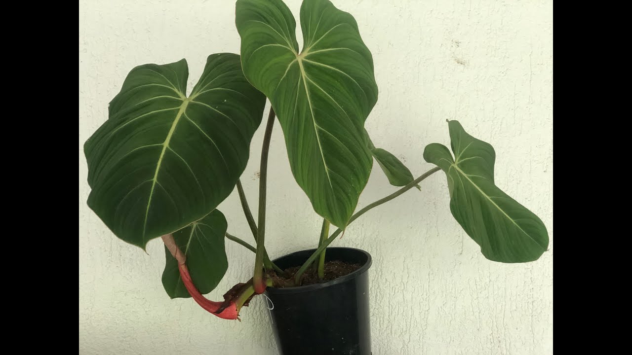 Growing Philodendrons with Junglegirlkeepsitreal