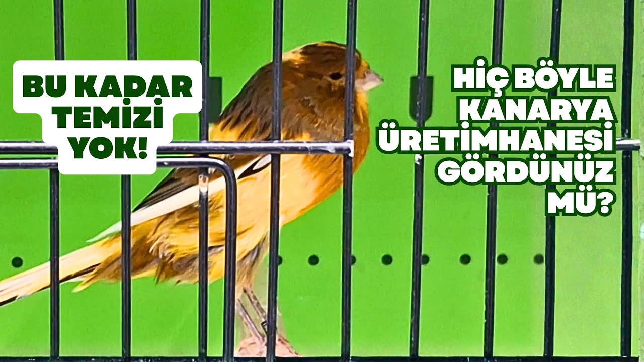 Hiç Böyle Kanarya Üretimhanesi Gördünüz Mü ?  #canary #kanarya English Dub Available