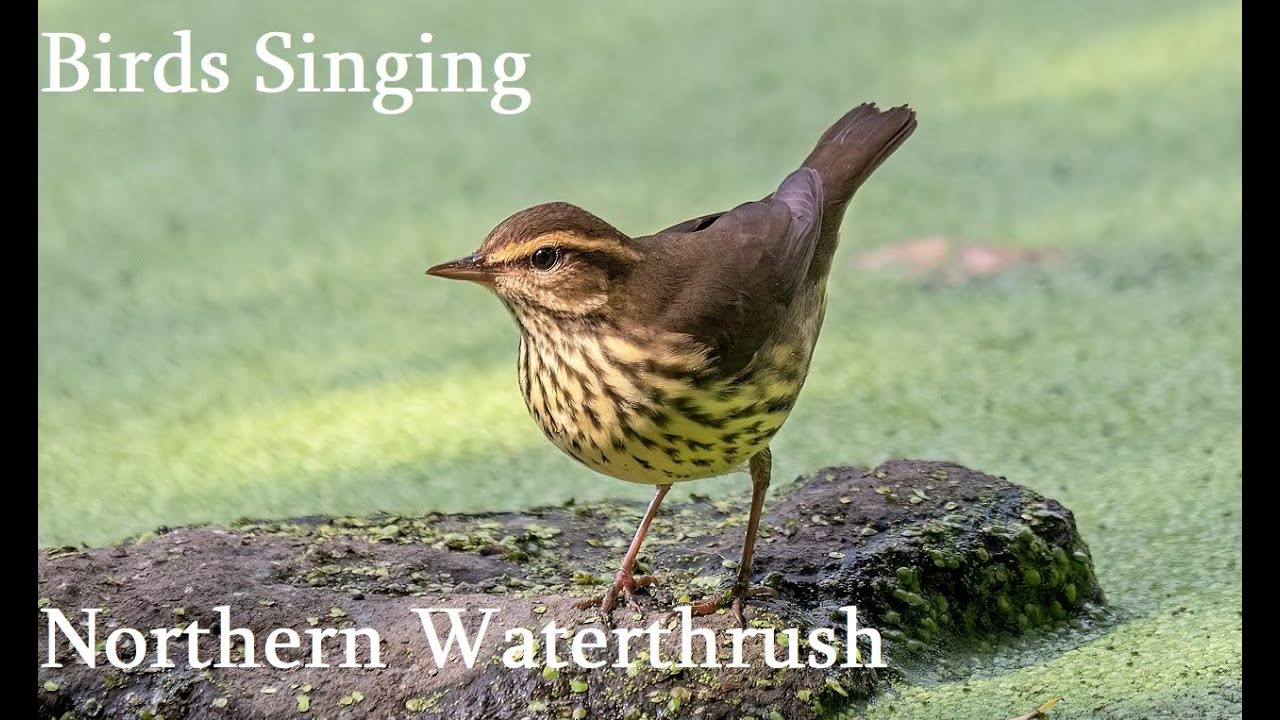 Birds Singing - Northern Waterthrush - Sounds of Nature