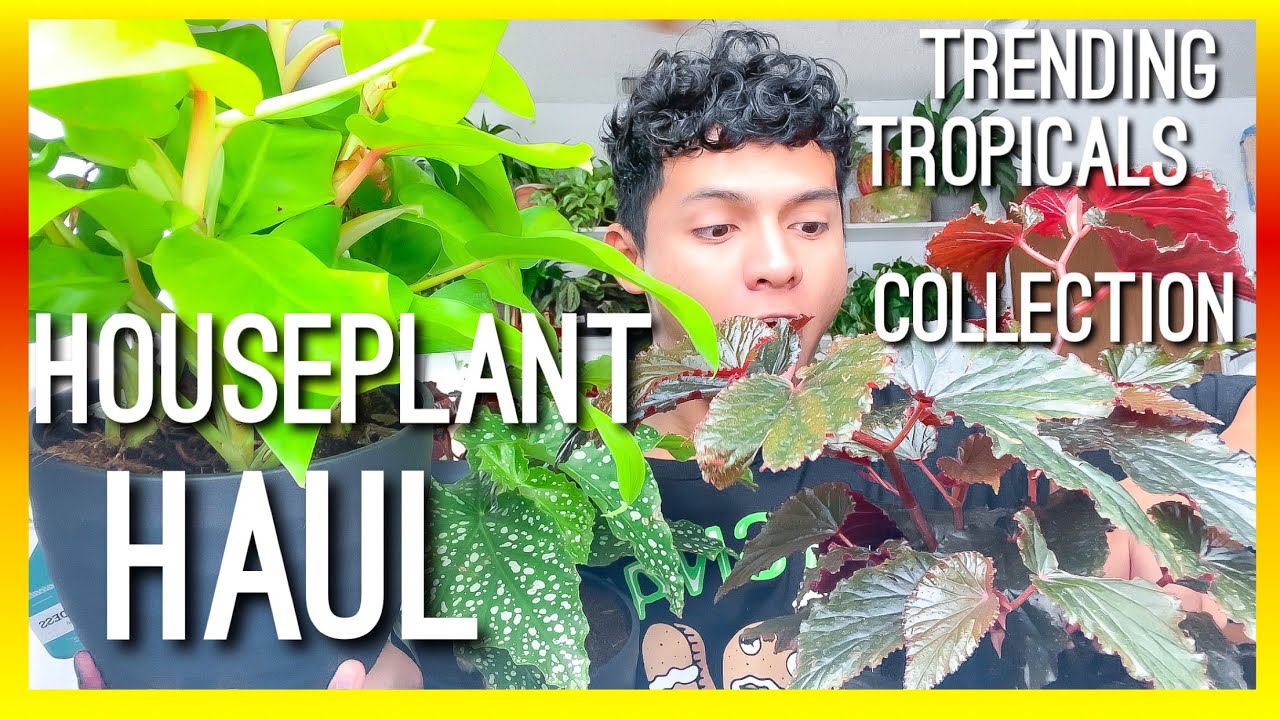 COSTA FARMS TRENDING TROPICALS COLLECTION HOUSEPLANT HAUL - 