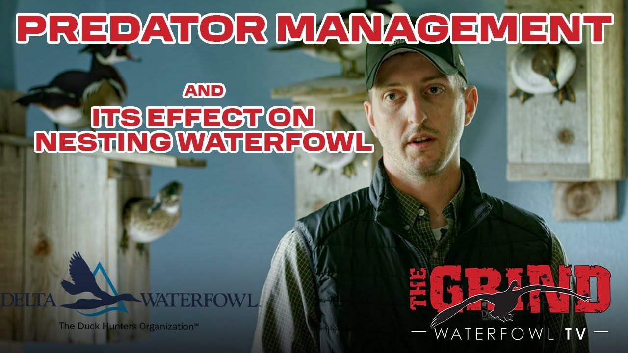 Predator Management With Delta Waterfowl | THE GRIND WATERFOWL TV