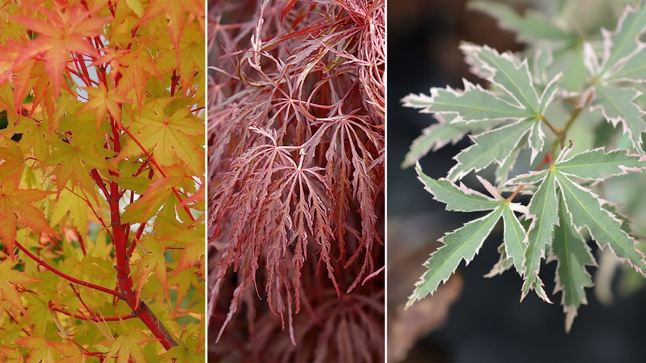 The Best Japanese Maple Varieties - Acer Palmatum