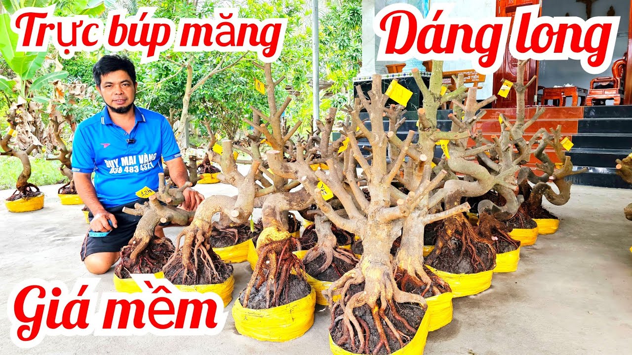 A Duy 📲 0384834321 khui vườn mới quái cây dáng long mai giảo Thủ Đức 18/3  (@MaivàngQuêdừa)