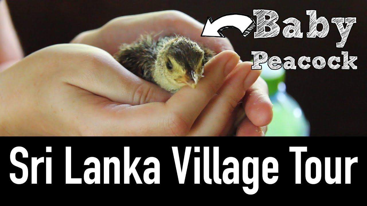 Village Life in Sri Lanka - Off the Beaten Path w\ Ella Tours