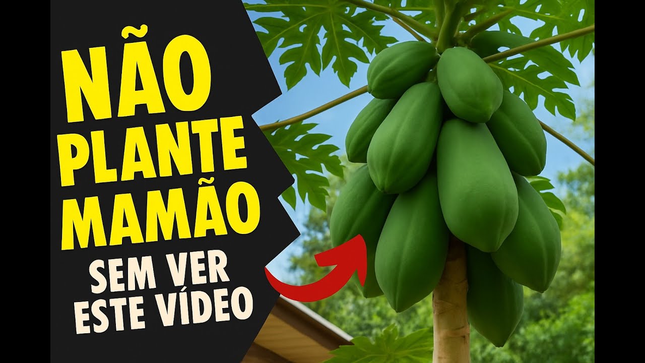 🔥O SEGREDO do MAMÃO GIGANTE que Ninguém Te Contou! APRENDA HOJE!