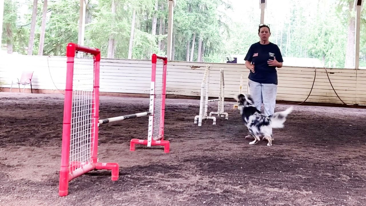 Serpentine Jump Training Dog Agility