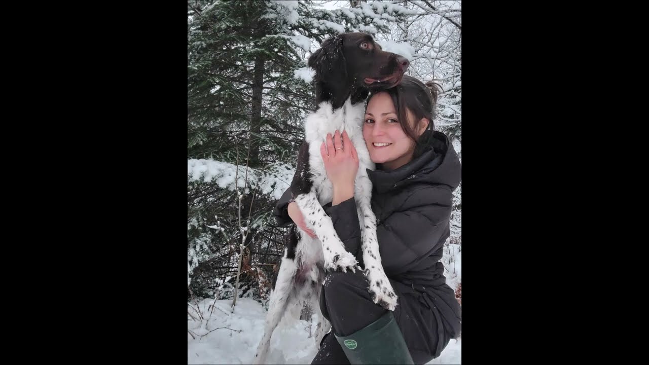 Un petit Münsterländer au Québec