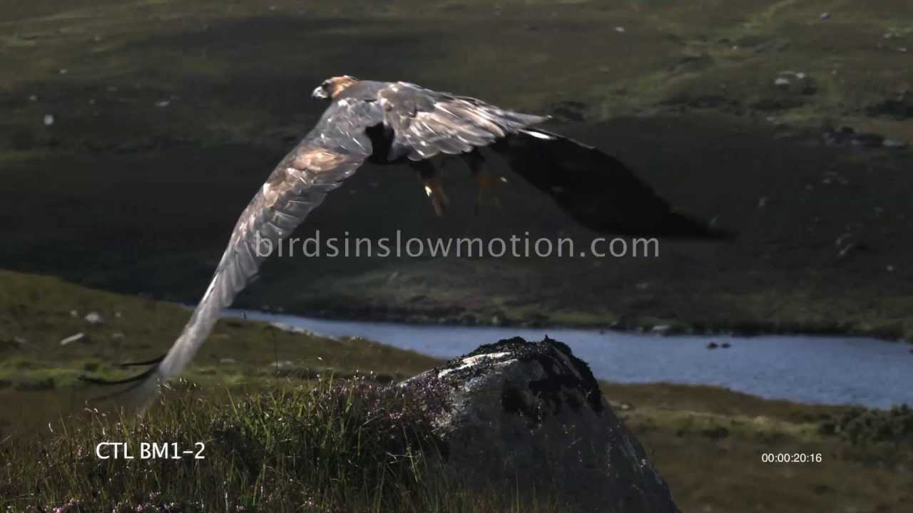 Golden Eagle Taking Off Slow Motion shot on Phantom HD Gold