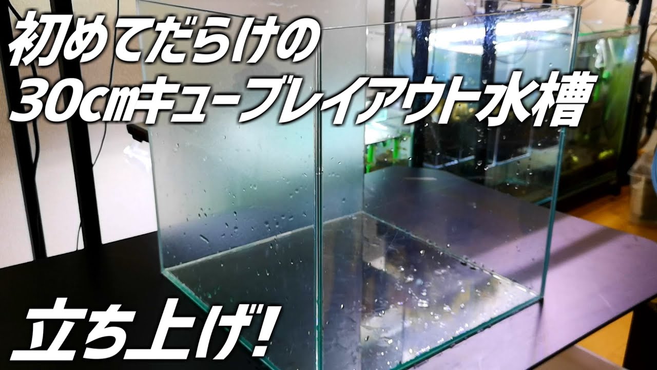 レイアウト初心者がミスト式で30㎝キューブ水槽の石組みレイアウトに挑戦！#89【アクアリウム】