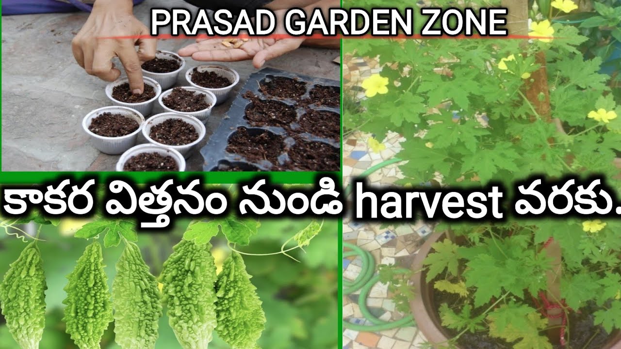 230. కుండీలలో కాకరపాదు ని పెంచడం ఎలా? How to grow bitter gourd from seed to harvest in a pot.