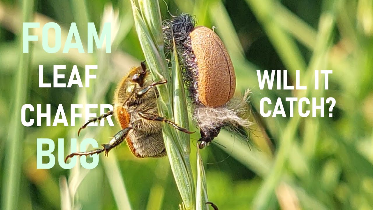 Fly Fishing for Chub with Foam Bug - Tie to Catch challenge ep. 1. - Shining Leaf Chafer