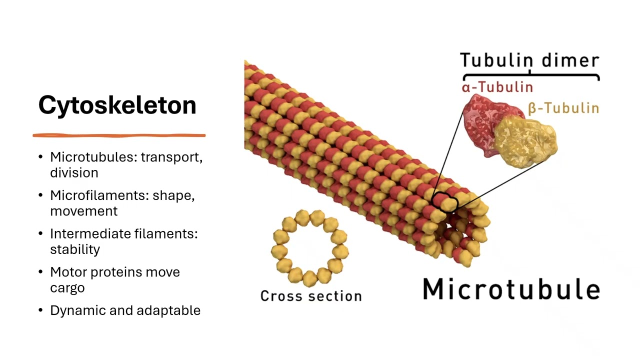 Cell Biology Foundations  AP Biology & IB Biology Exam Prep