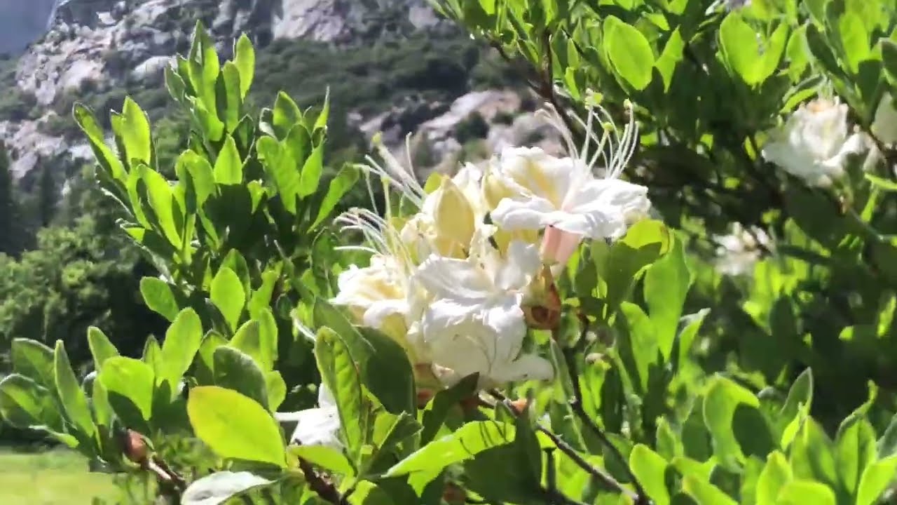Native Western Rhododendron at Yosemite Falls, Rhododendron occidentale