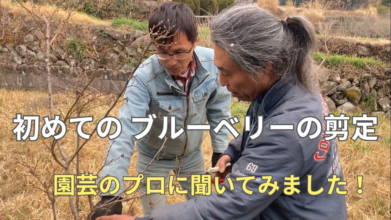 初めてのブルーベリーの剪定〜園芸のプロに聞いてみました【吉瀬園芸さんとのコラボ】
