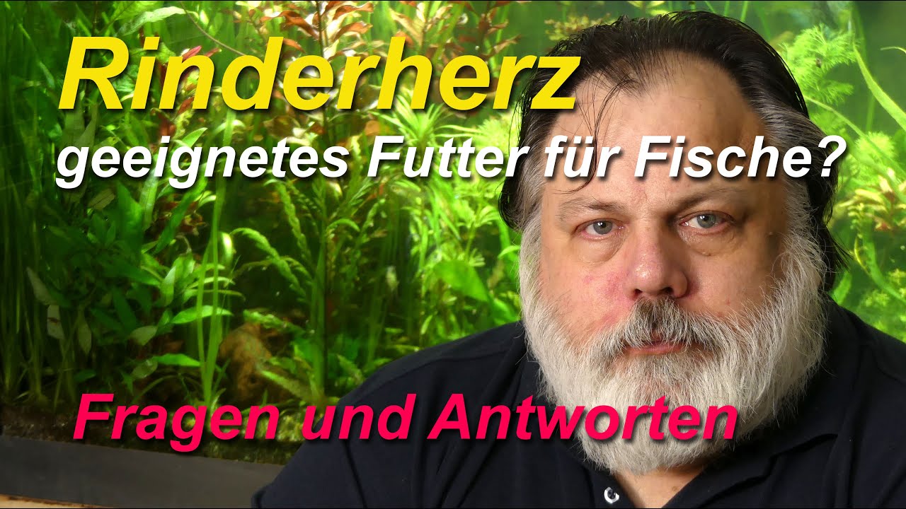 Rinderherz als perfektes Fischfutter? Das geeignete Futter für die Diskuszucht? Oder doch nicht?